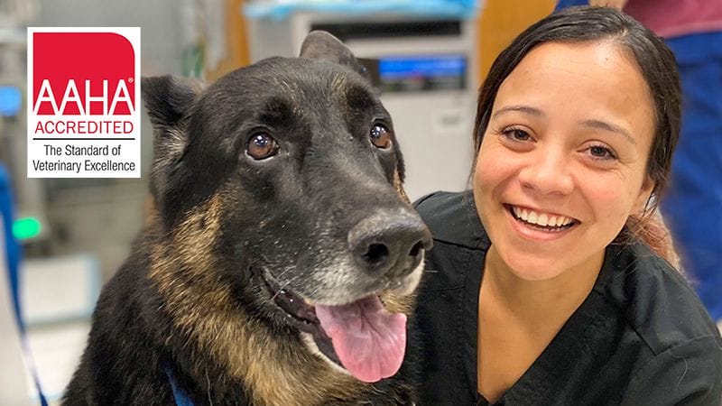 Veterinary technician next to a German Shepard patient in a MedVet animal hospital with the AAHA accredited logo