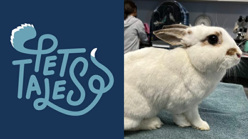 White rabbit with brown ears and nose sitting on a blue towel at MedVet Hilliard