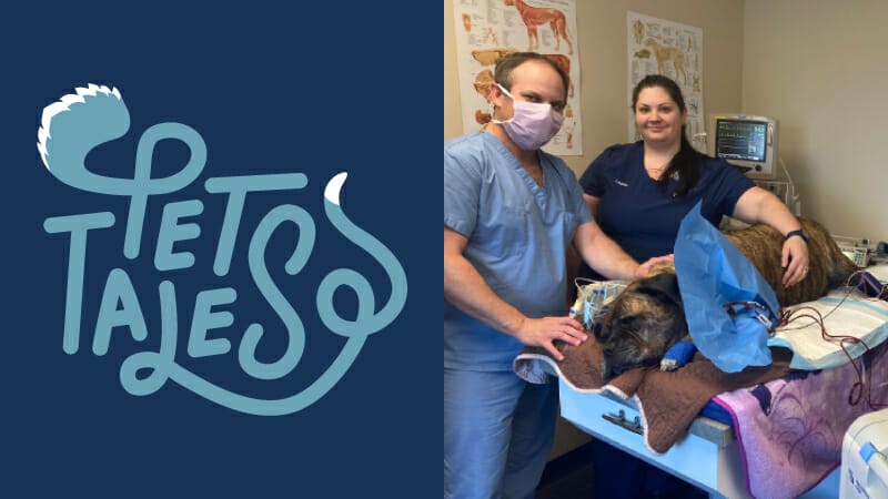 Brown dog named Nala being treated by a veterinarian and veterinarian technician at MedVet New Orleans