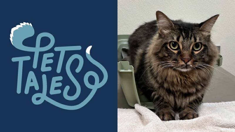 A beautiful cat, Bear, stands on exam table at MedVet Urgent Care in Richardson, TX, while being examined due to having trouble urinating.