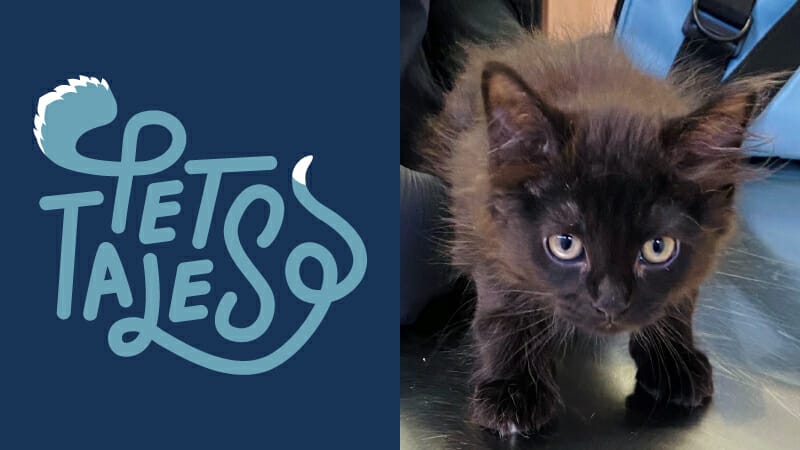 Tiny black kitten named Epeson looking at the camera while being examined at MedVet North Shore