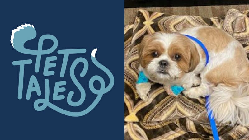 Brown and white small dog patient named Benny laying on brown and beige towel and wearing a blue leash