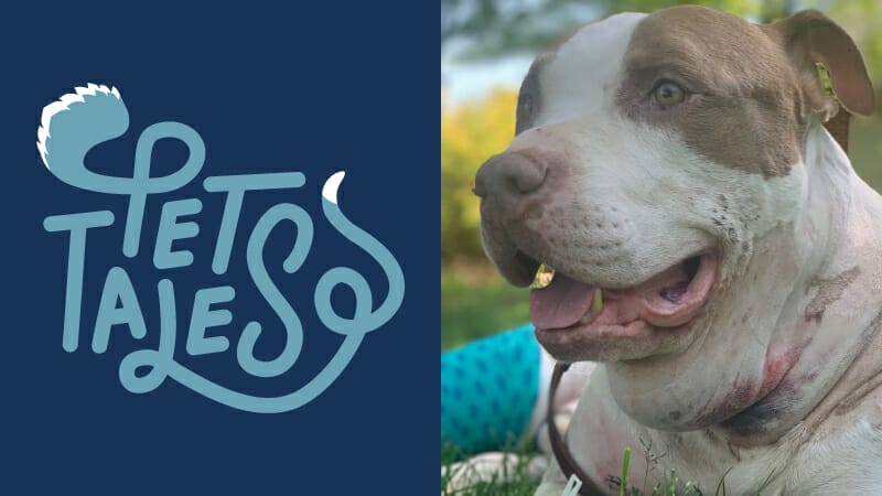 Brown and white dog named Kevin looking happy and laying on a green lawn after successful treatment at MedVet Northern Virginia