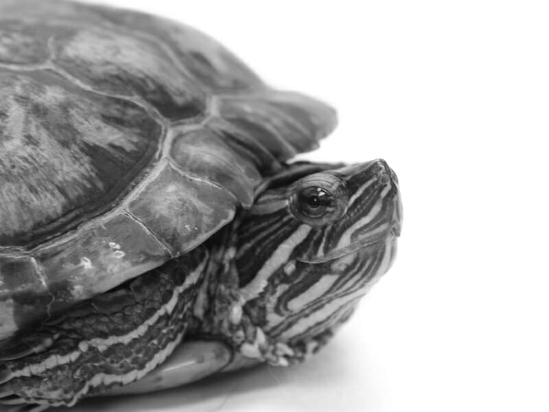 Aquatic Turtle Care Recommendations