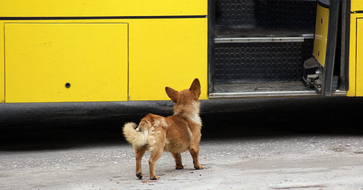 Keep Your Pet Safe During Back-to-School Season