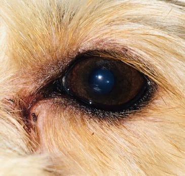 Figure 2. Tear staining in a middle-aged dog.