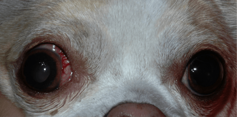 Dog with glaucoma