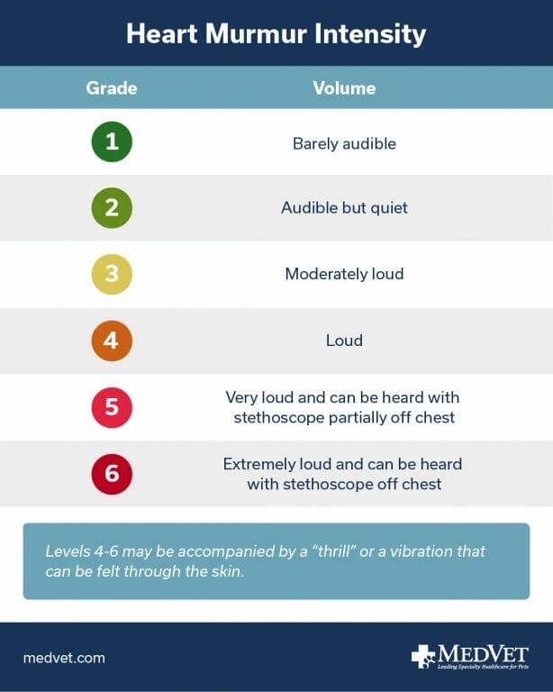 Heart murmur intensity