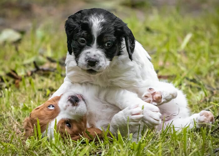 Parvovirus - Puppies playing