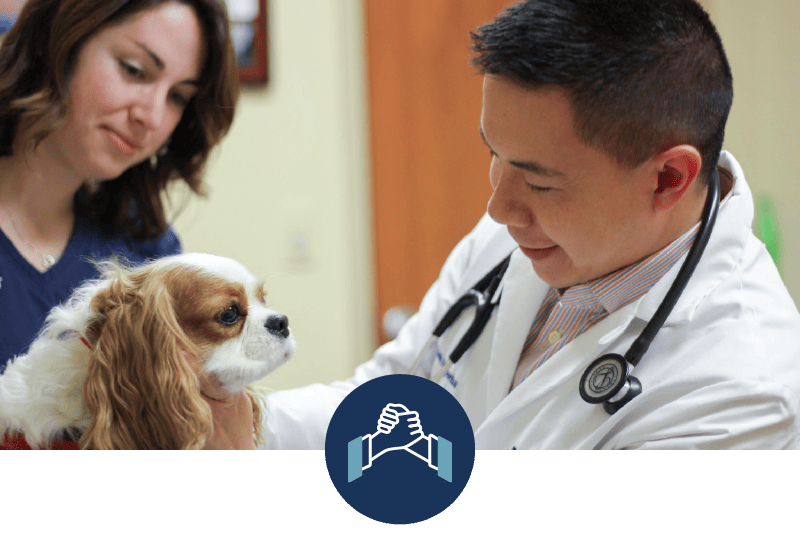 MedVet Experience Teamwork