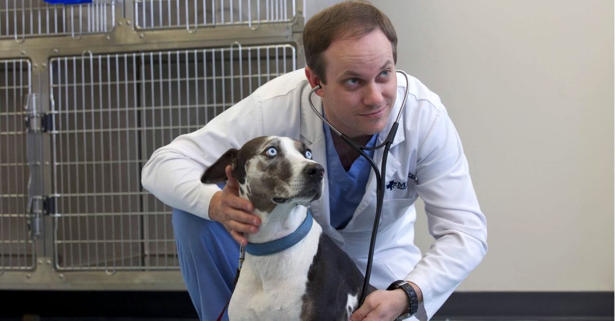 Dr. Alan Ralph cares for a dog in the ER.