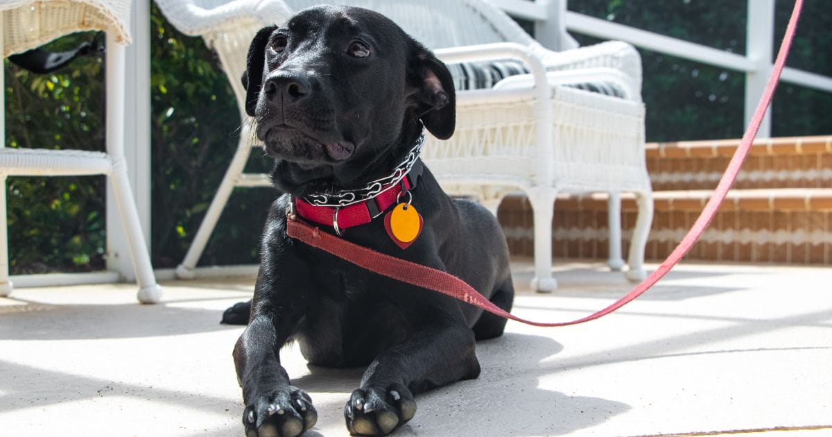 Dog relaxing with limited movement following TPLO or TTA surgery