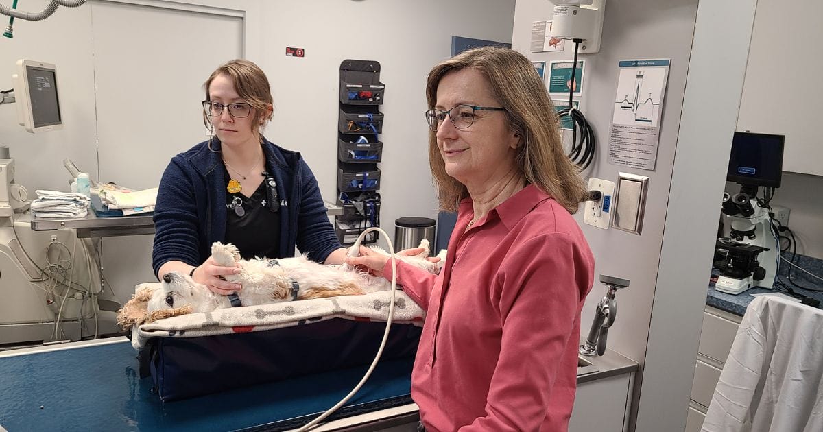 Dr. Sybille Miller, Internal Medicine Specialist, performs an ultrasound on a dog during an internal medicine appointment.