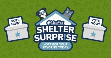 Shelter Surprise 2023 – Voting Now Open