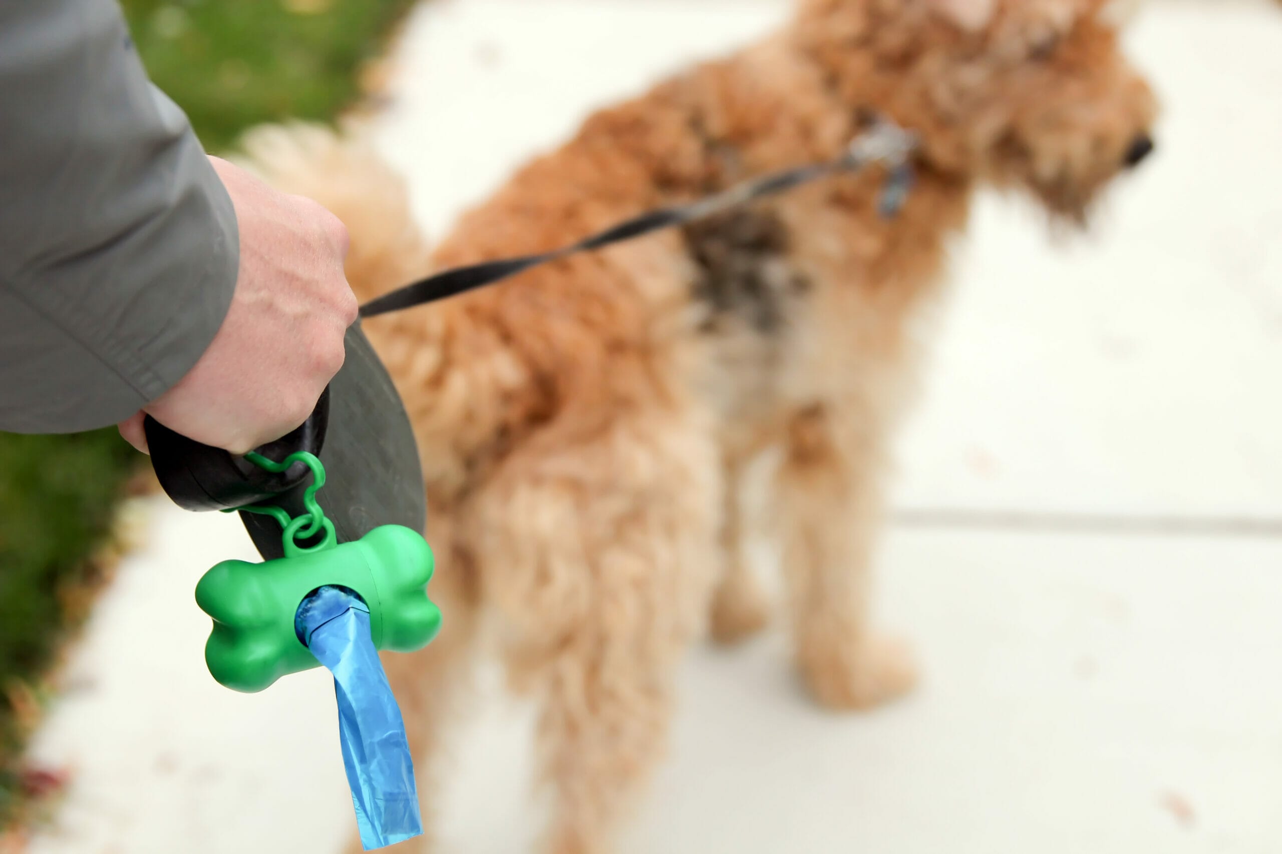 Man Picking up / cleaning up dog droppings