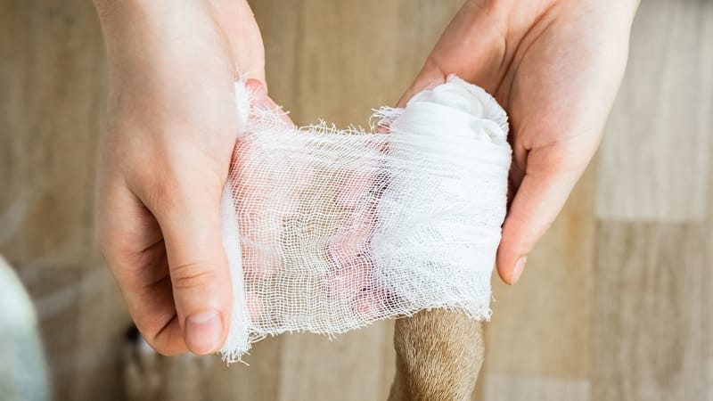 Wrapping a Dog's Paw