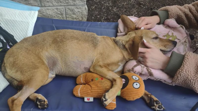 Groot recovering from surgery snuggling his favorite gingerbread toy on the floor.