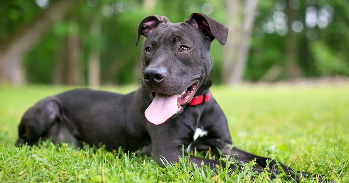 heatstroke in dogs