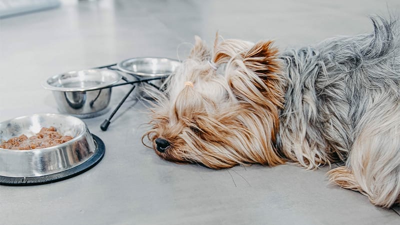 Signs of IDB in dogs