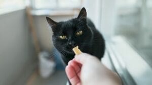 cat eating slice of cheese