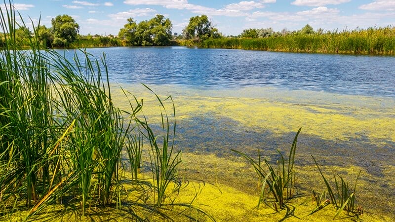 pet water safety blue green algae blooms toxic cyanobacteria