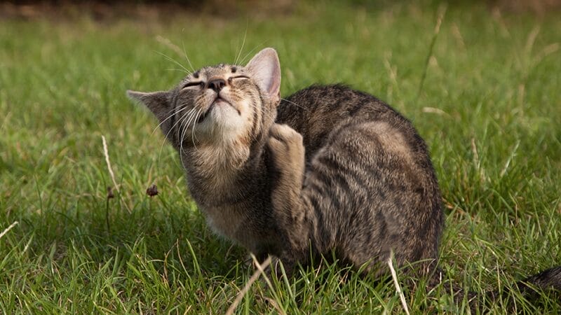 cat feline sensitivity to specific flea product toxins