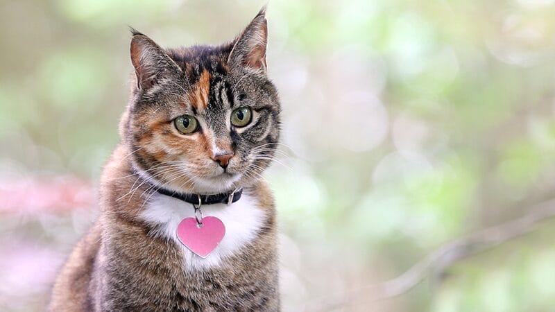 collar identification pet safety