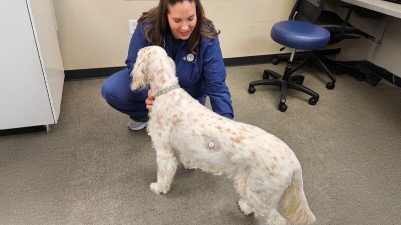 glucose monitor for diabetes in dogs