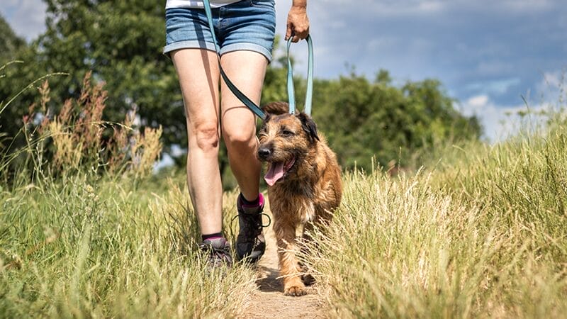 keep your dog on a short leash in tall grass to avoid snake encounters