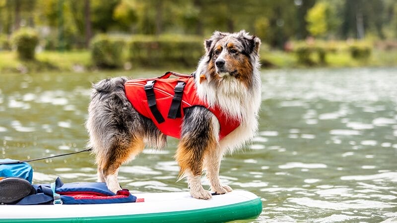 pet water safety life jacket for your pet