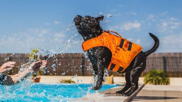 pet water safety at the pool beach or lake