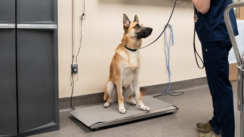 treatment and monitoring diabetes in pets