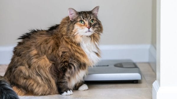 tips for helping your overweight cat or dog