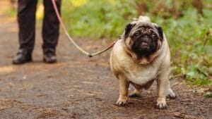 walk your pet to help reduce weight gradually