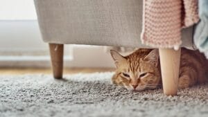 hiding sign of pain in cats
