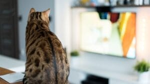 managing pet separation anxiety and boredom cat watching tv