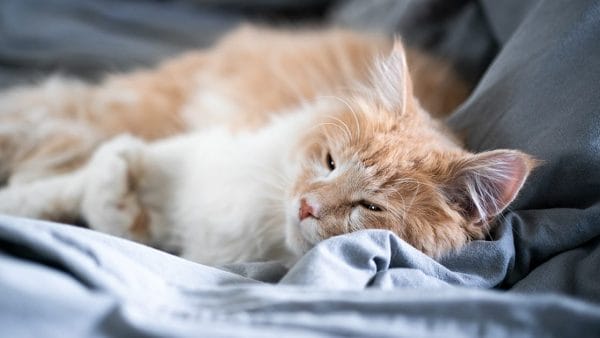 pancreatitis in cats and dogs