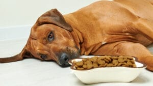 signs and symptoms of pancreatitis