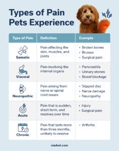types of pain dogs cats